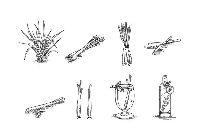 LEMONGRASS SKETCH VECTOR FREE