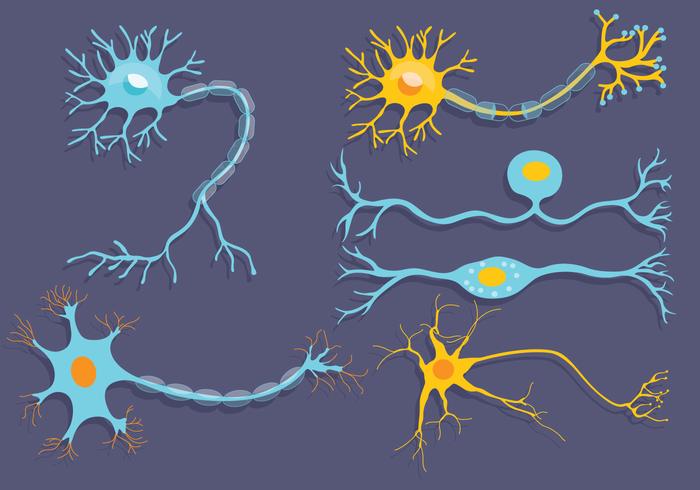 Vector neuronal