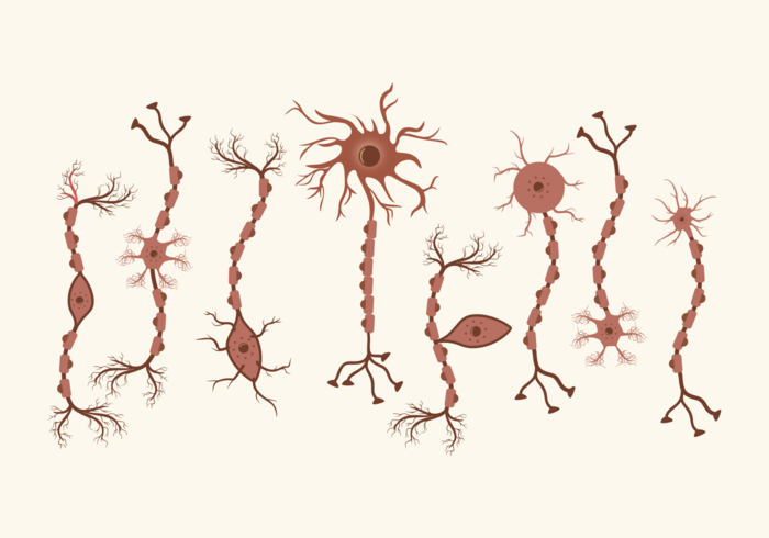 Conjunto De Neuron Vector