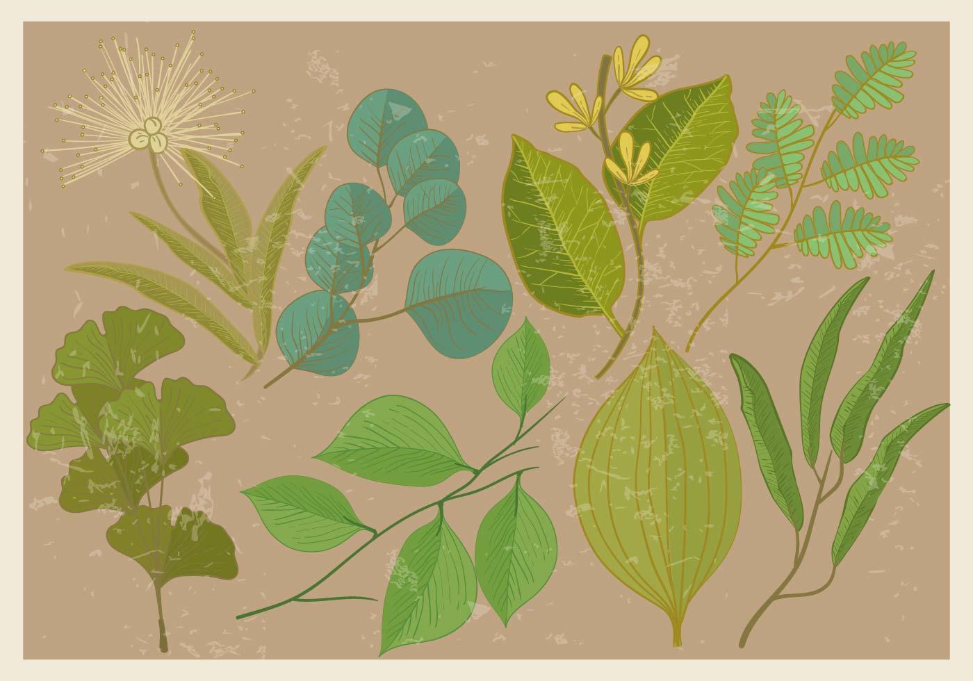 Eucalyptus Leaf 116099 Vector Art at Vecteezy