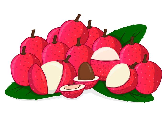 Fresh Sweet Lychee vector