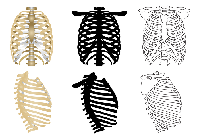 Free Ribcage Vector Free Ribcage Vector