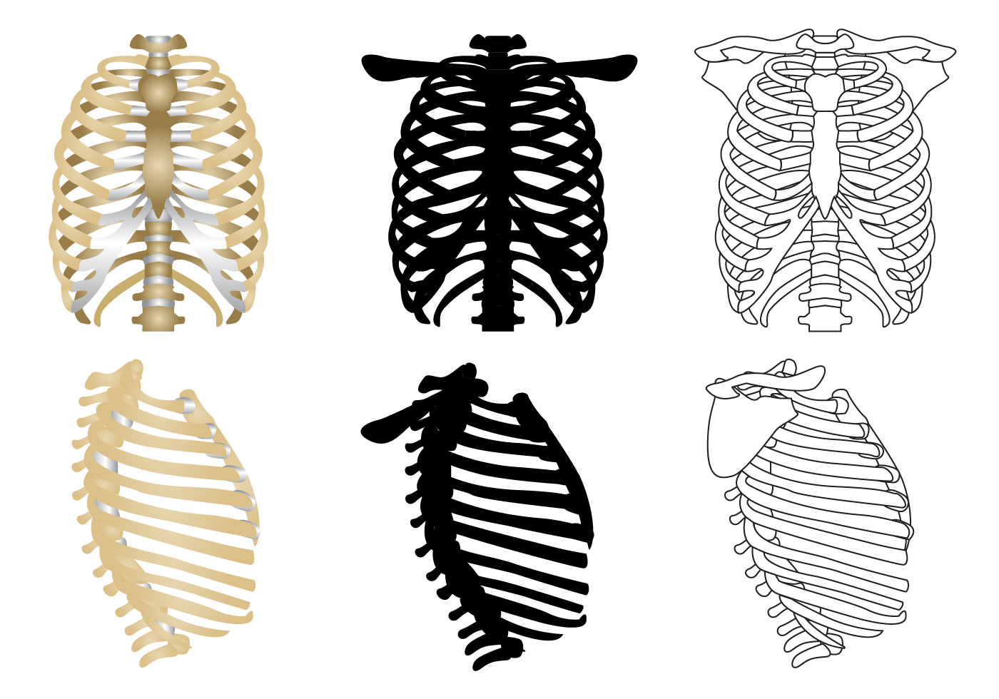 Free Ribcage Vector - Download Free Vector Art, Stock ...