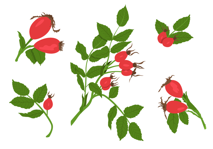 Rosehip Vectors Rosehip Vectors