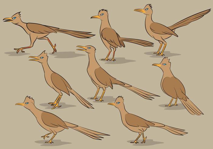Roadrunner pájaro dibujos animados vectores