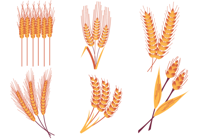 Wheat Stalk Wheat Stalk