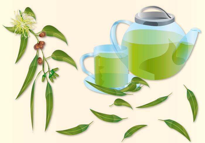 Té de eucalipto vector