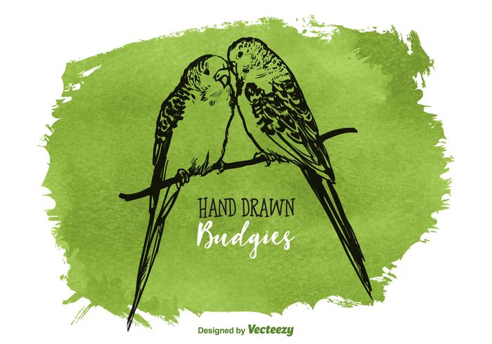 Free Vector Drawn Budgies