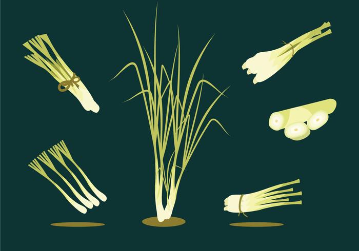 Lemongrass Herbs Vector Lemongrass Herbs Vector