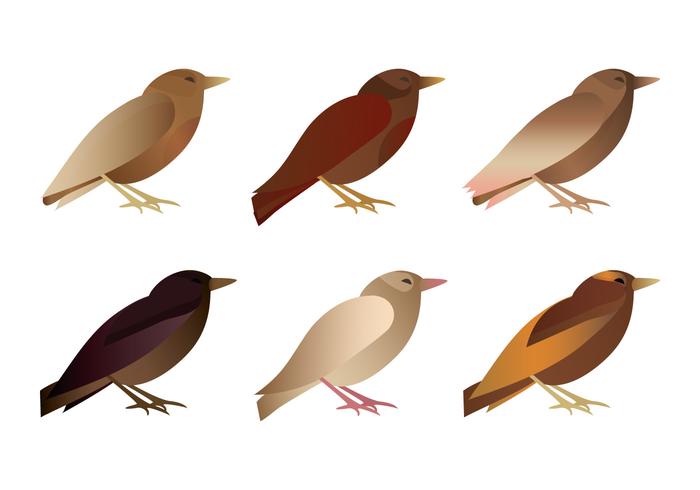 Vector Bird Collection