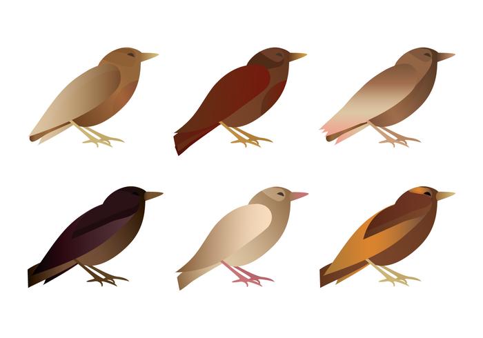 Vector de la colección de aves