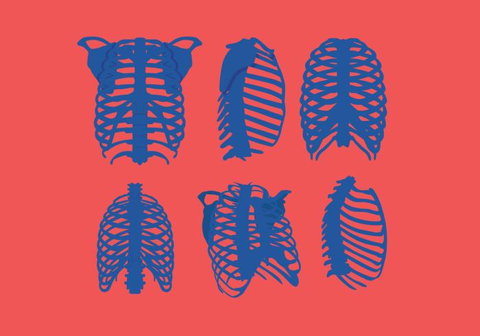 Ribcage Vector Ribcage Vector
