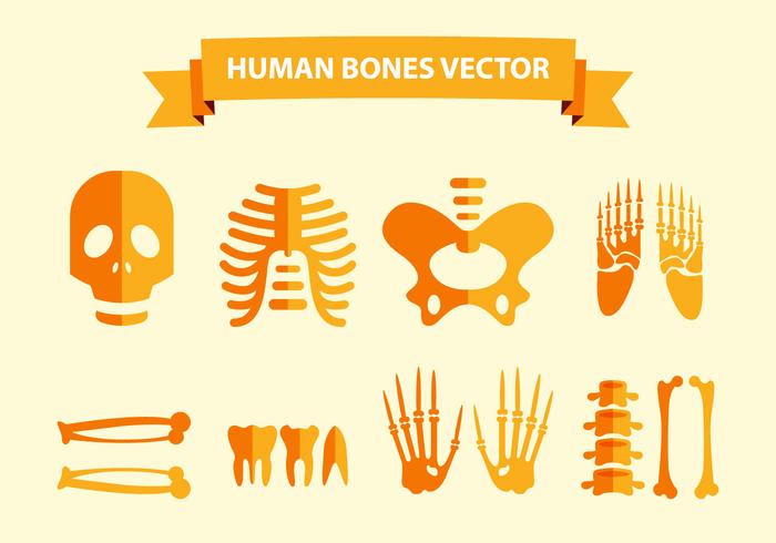 Vector de huesos humanos