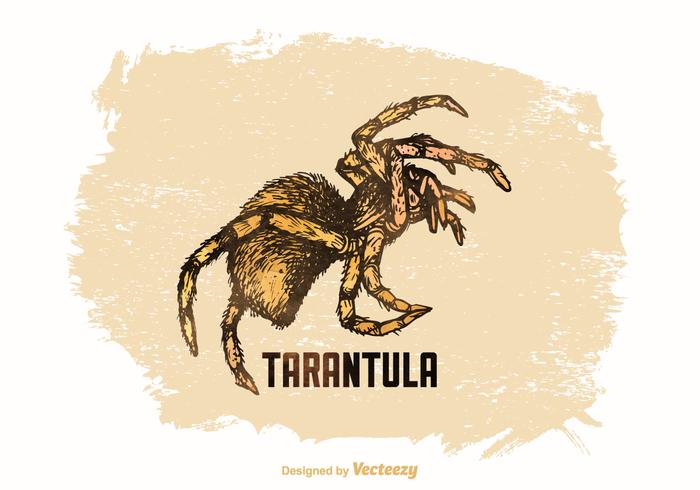 Free Vector Drawn Tarantula