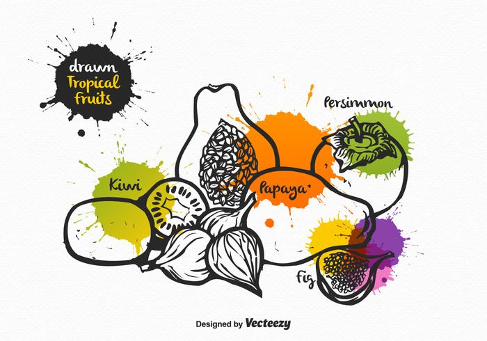 Free Vector Drawn Tropical Fruits