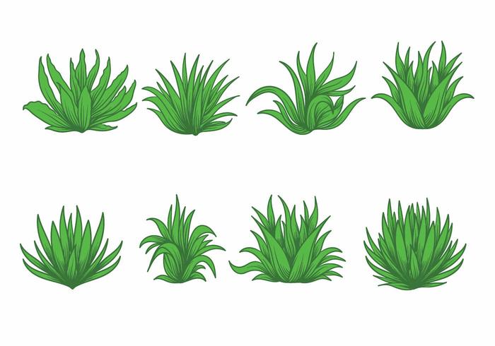 Maguey Vector Set 117859 Vector Art at Vecteezy