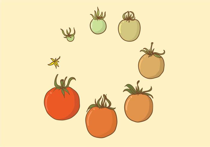 Tomate Crecer Set vector