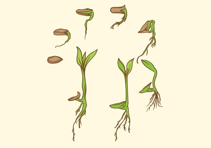 Crecer conjunto de la planta vector