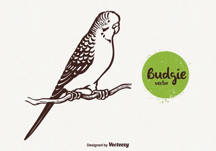 Budgie gratis ilustración vectorial vector