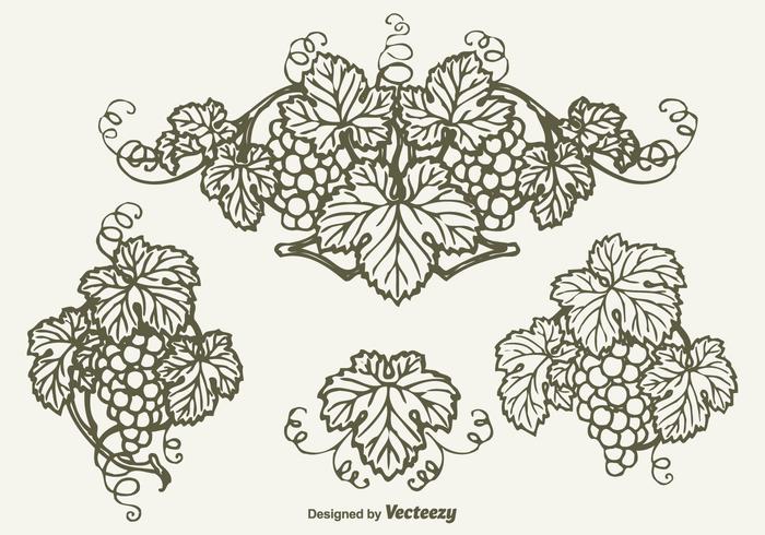 Drawn Bunch Of Grapes Vector Design
