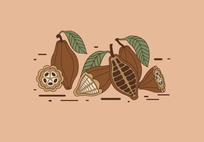 Vector de los granos de cacao