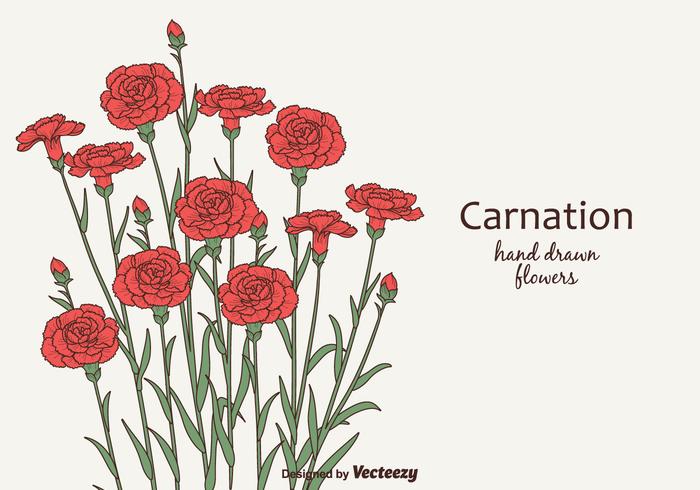 Free Vector Carnation Flowers