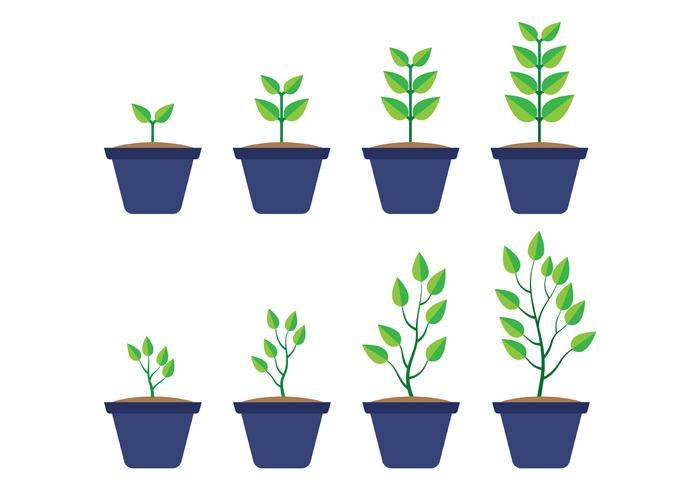 Grow Up Plant Vector