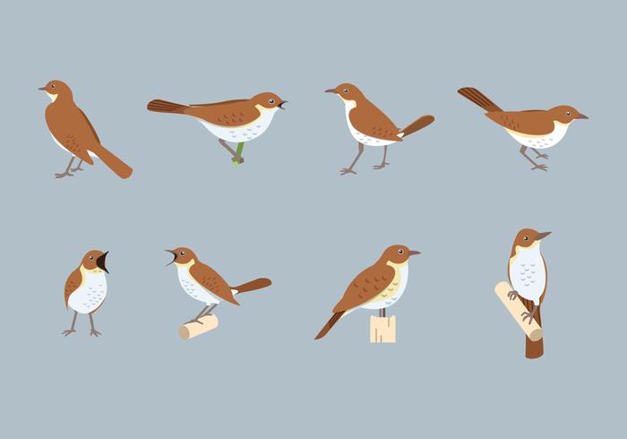 Free Nightingale Vector Free Nightingale Vector