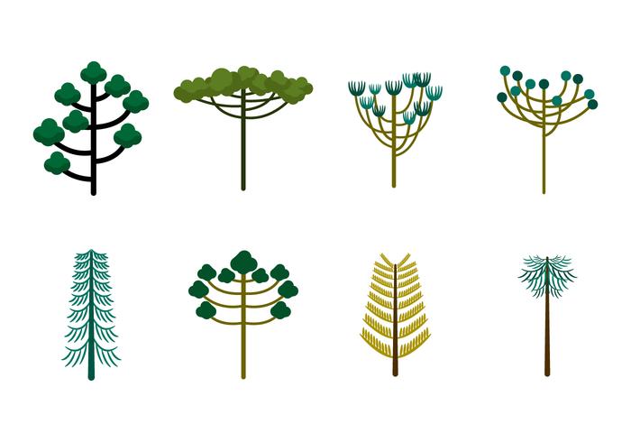 Free Araucaria Trees Vector Free Araucaria Trees Vector