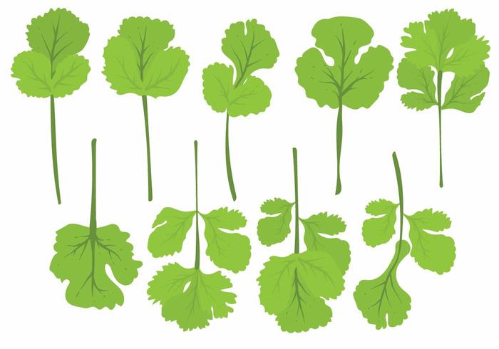 Flat Cilantro Leaf Set vector