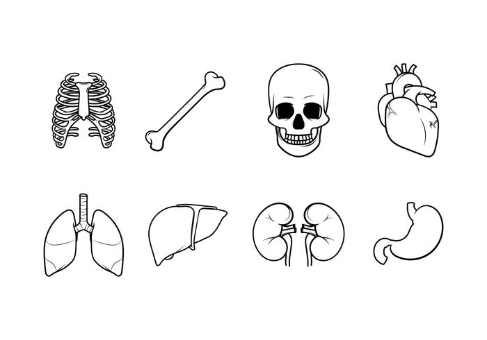 Libre órganos internos humanos vectoriales vector