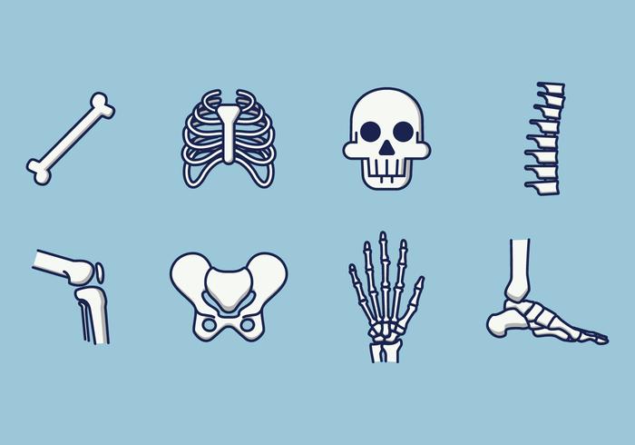 Human Skeleton Vector