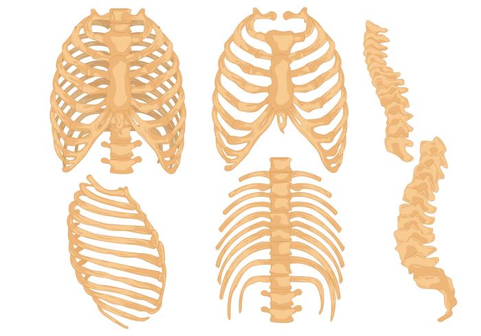 Rib Cage Vector Set