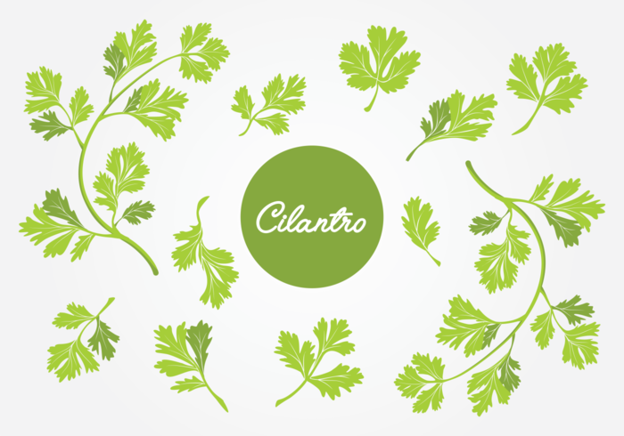 Juego de hoja de cilantro vector