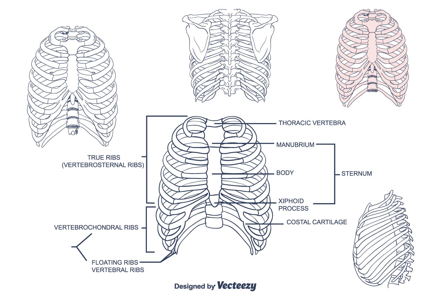 thoracic cage diagram labeled