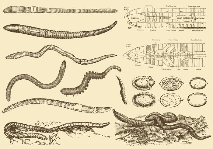 Dibujos de lombrices vector