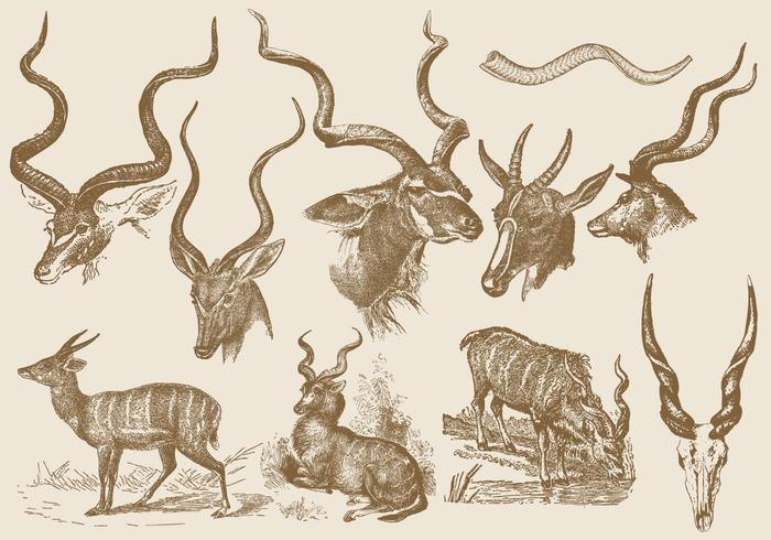 Kudu Drawings vector