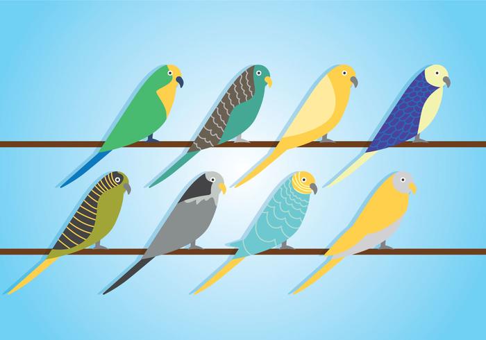 Vector budgie