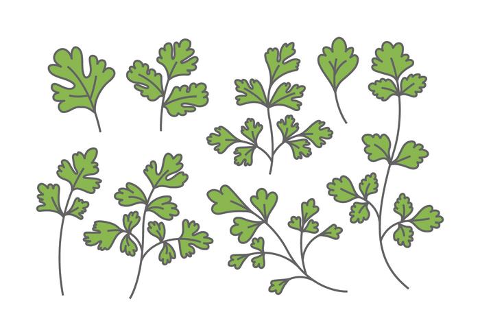 Chinese Parsley Vectors Chinese Parsley Vectors