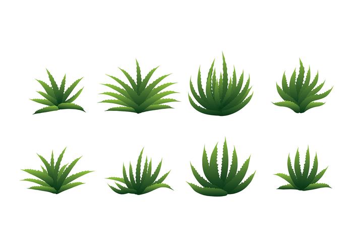 MAGUEY VECTOR