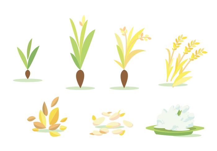Rice Field Cycle Vector Set