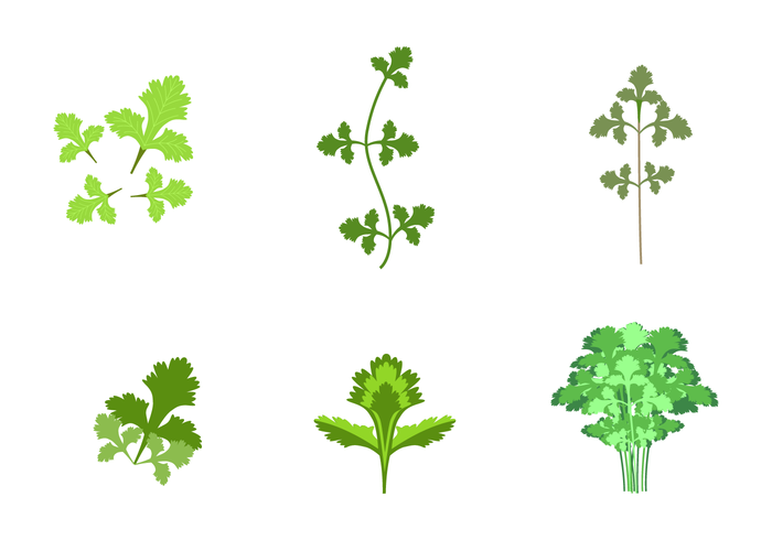 Free Cilantro Vector