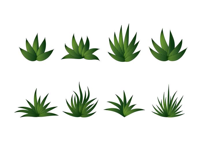 Maguey vector