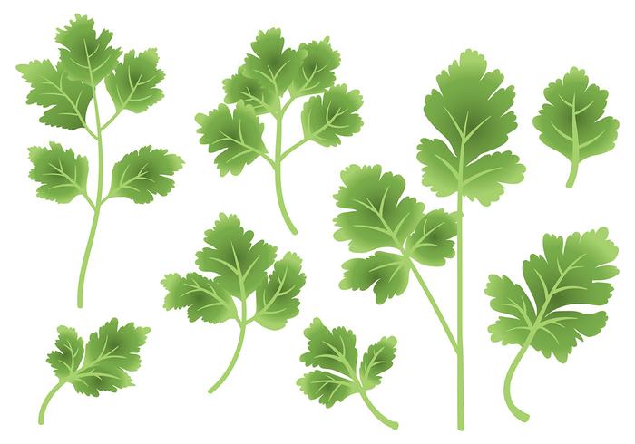 Free Cilantro Icons Vector