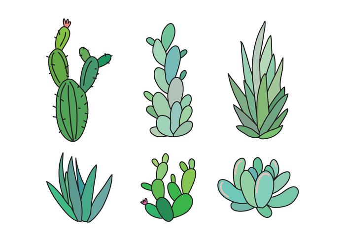 Set of Succulents and Cactus vector