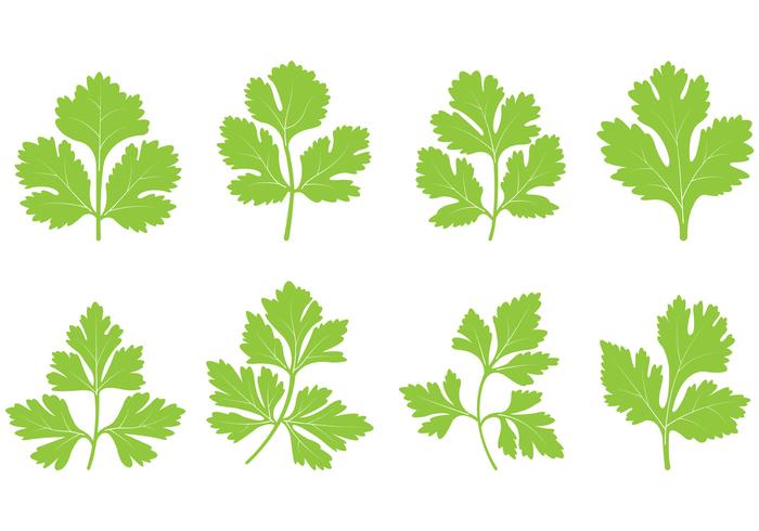 Set Of Cilantro Leaf Vector