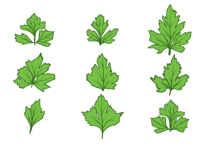 Free Hand Drawn Cilantro Set 119255 Vector Art at Vecteezy