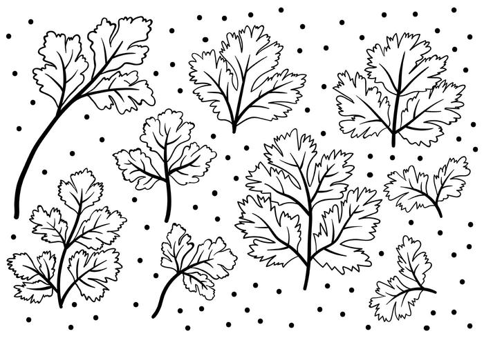 Free Cilantro Icons Vector Free Cilantro Icons Vector