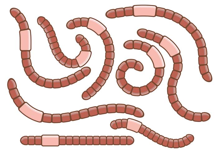 Pack of Earthworm Vectors