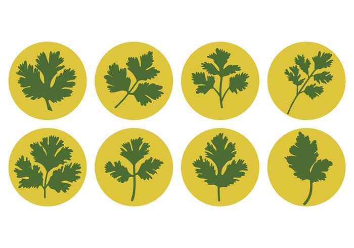 Free Cilantro Icons Vector